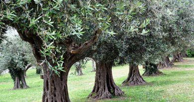 Maratona dell’Olio, nuovo accordo per il rilancio del territorio Maratona dell’Olio, nuovo accordo per il rilancio del territorio
