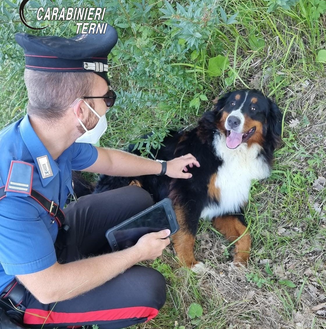 Montecastrilli, cane smarrito vaga per strada: salvato dai Carabinieri ...